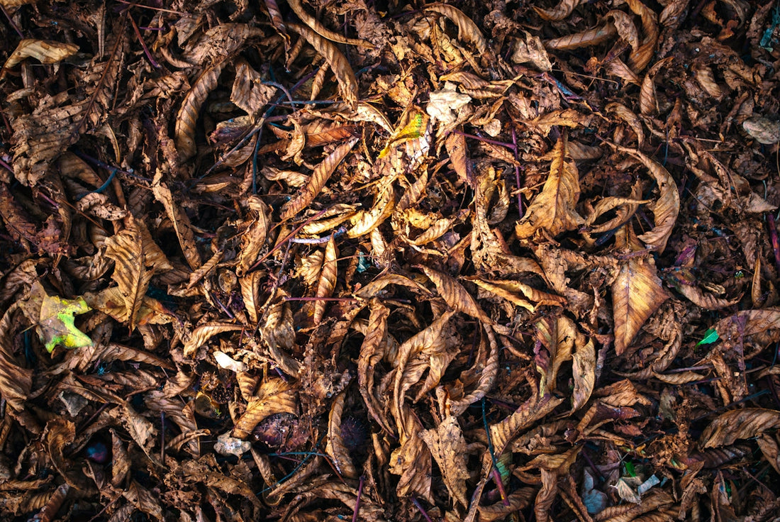 dried leaf surface