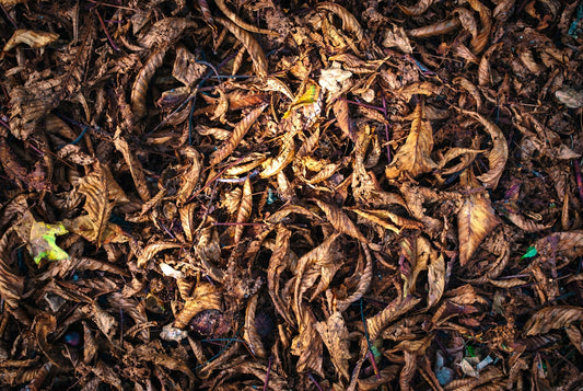 dried leaf surface