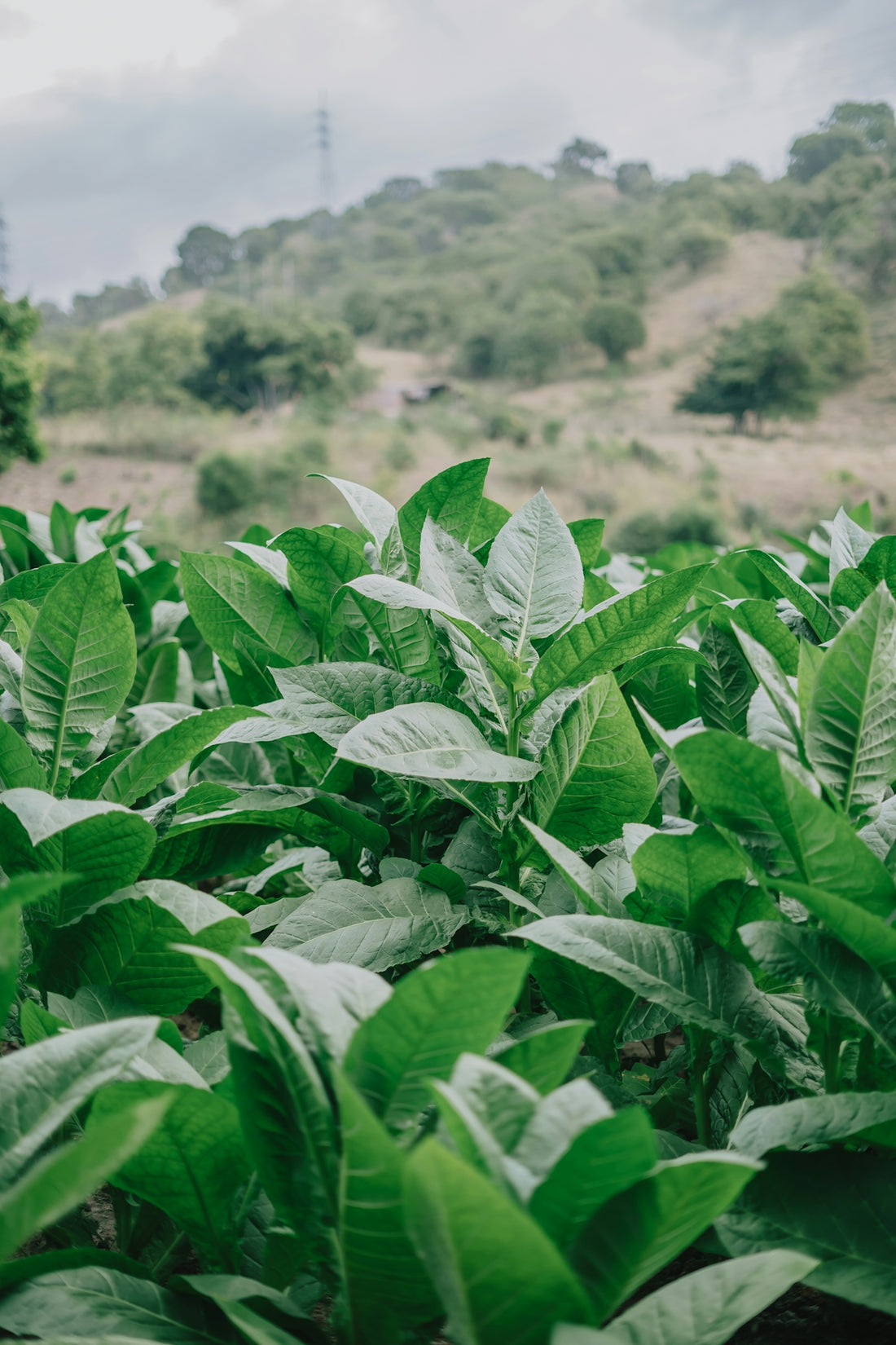 a field full of green leaves with a hill in the background