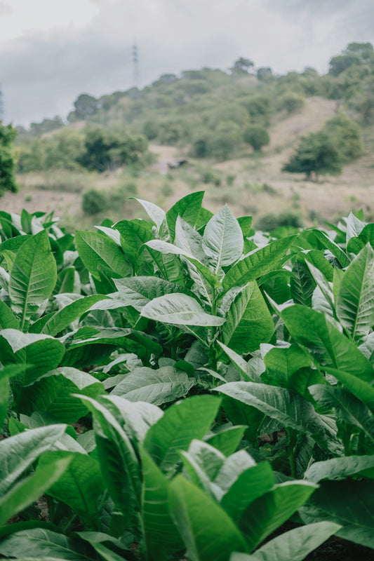 a field full of green leaves with a hill in the background