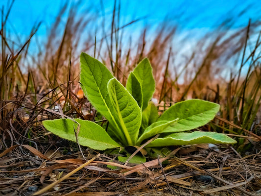 a small green plant sitting on top of a dry grass field