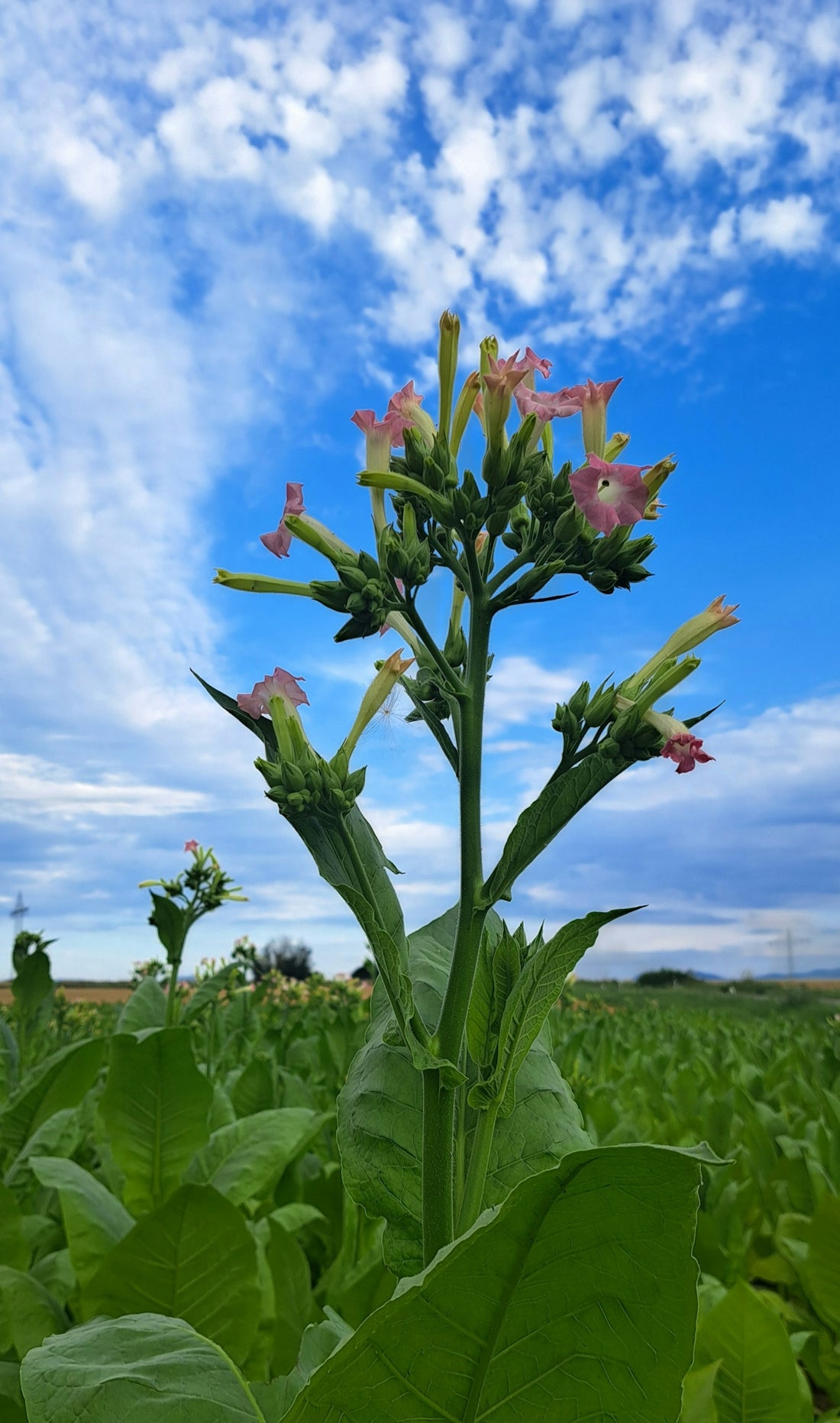 A plant with pink flowers in the middle of a field