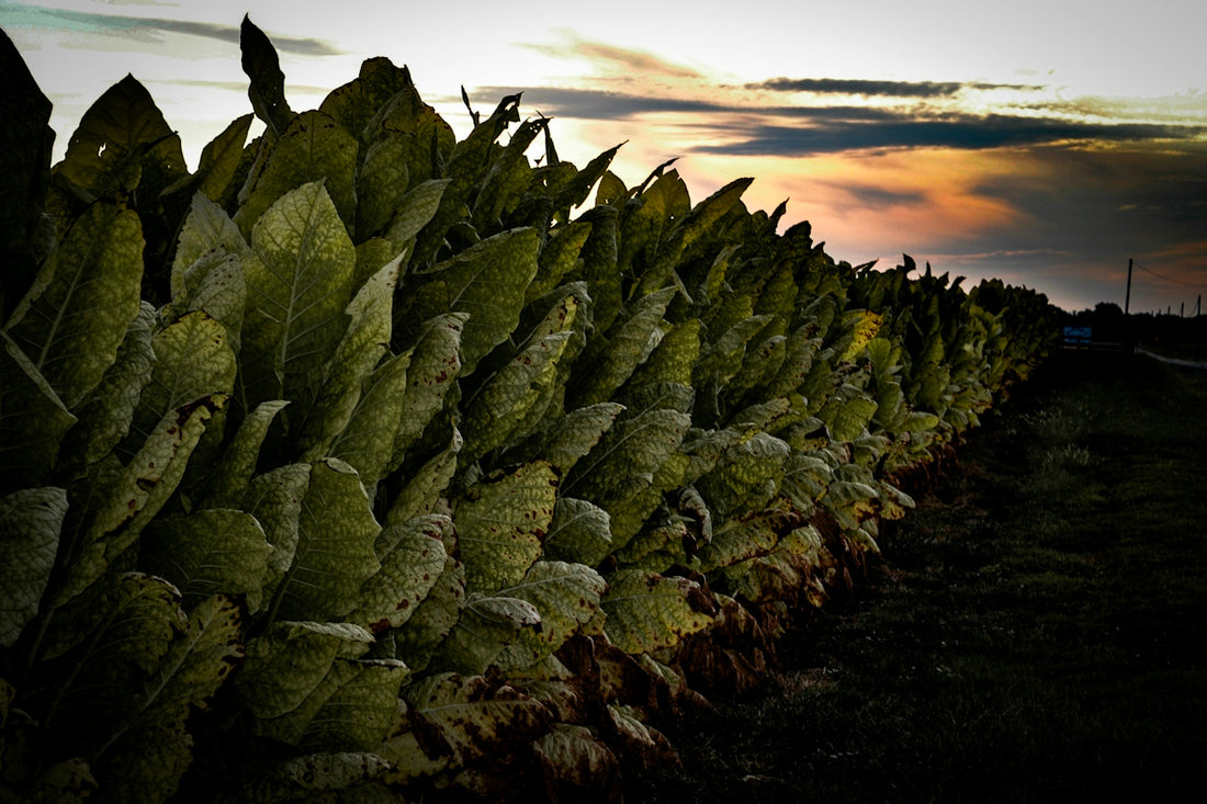 Row of tobacco plants at sunset